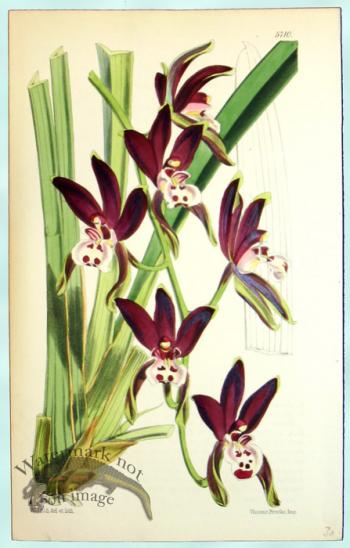 Curtis Orchids 25